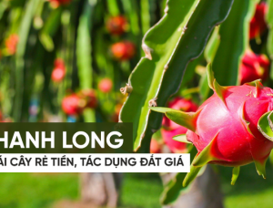 Nghe chuyện kể từ Nhà nông Bình Thuận