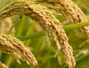 Kỹ thuật trồng và chăm sóc cây lúa. Những biện pháp giúp tăng năng suất hiệu quả